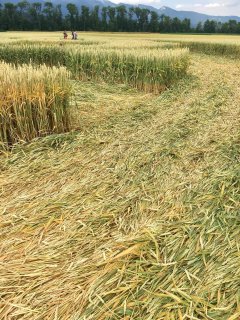 UFO e Crop Circle di Büren di luglio 2019