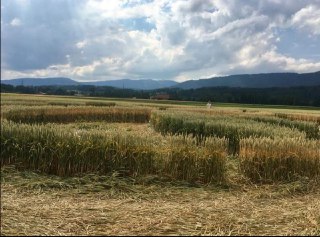 Crop Circle di Büren